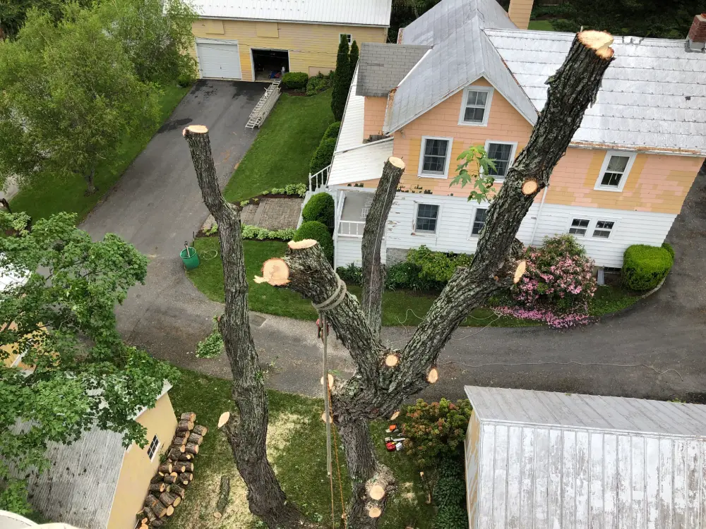 A tree that is cut down in the yard.