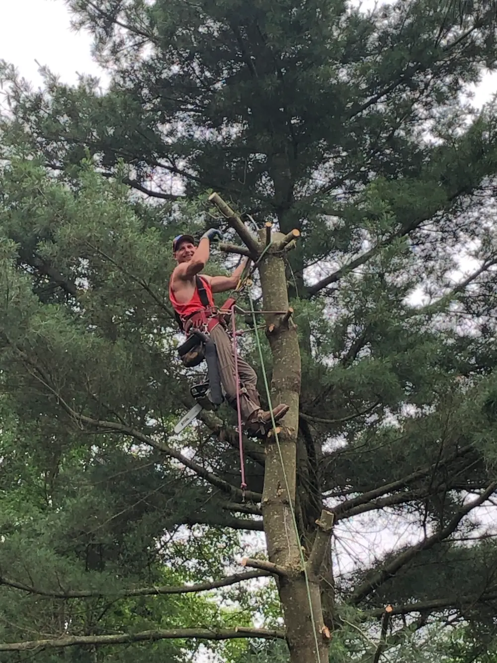 A man in red shirt climbing up a tree.