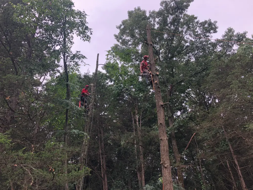 Two men in red shirts are working on a tree.