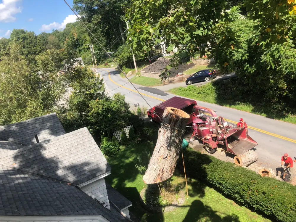 A large tree that is being cut down.